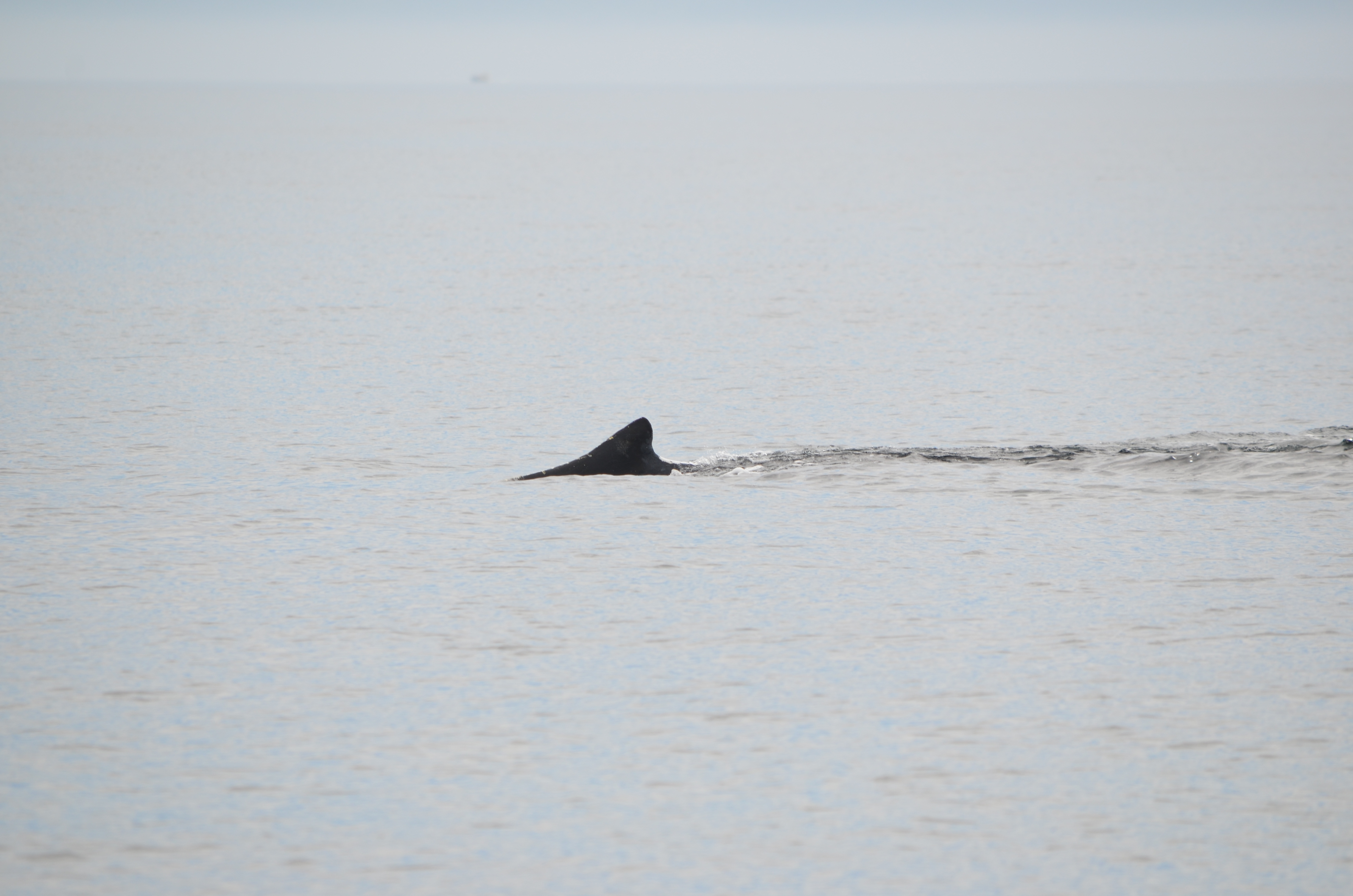 photos/wildlife/Mammal_Species/Humpback Whale/DSC_0035.JPG